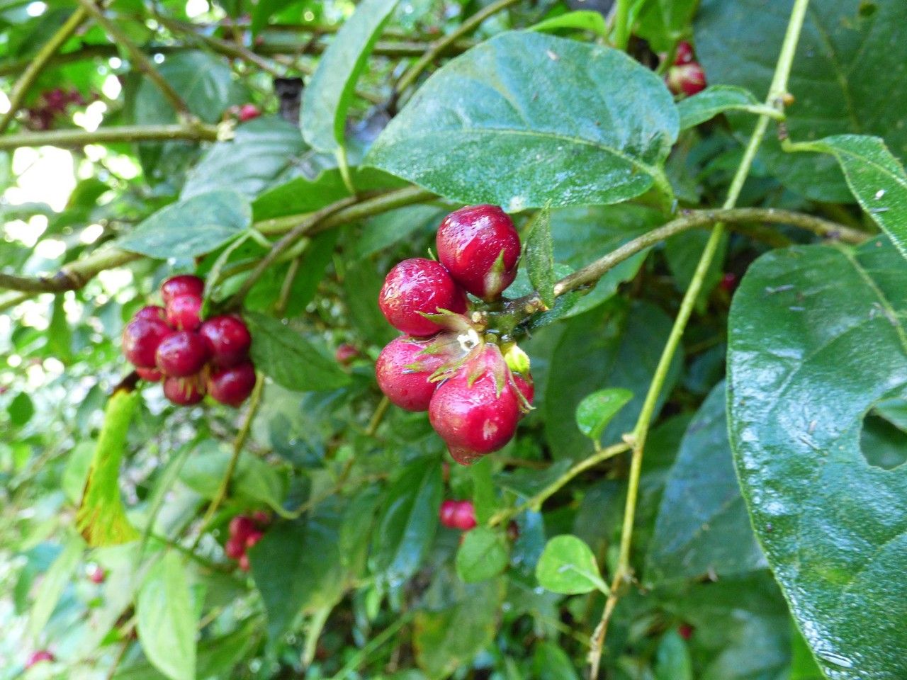 Cestrum elegans fruit