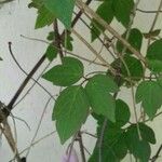 Clematis montana