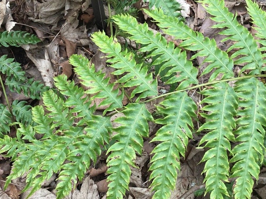 Woodwardia unigemmata — houseplant care guide