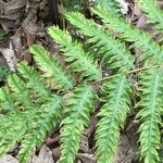 Woodwardia unigemmata