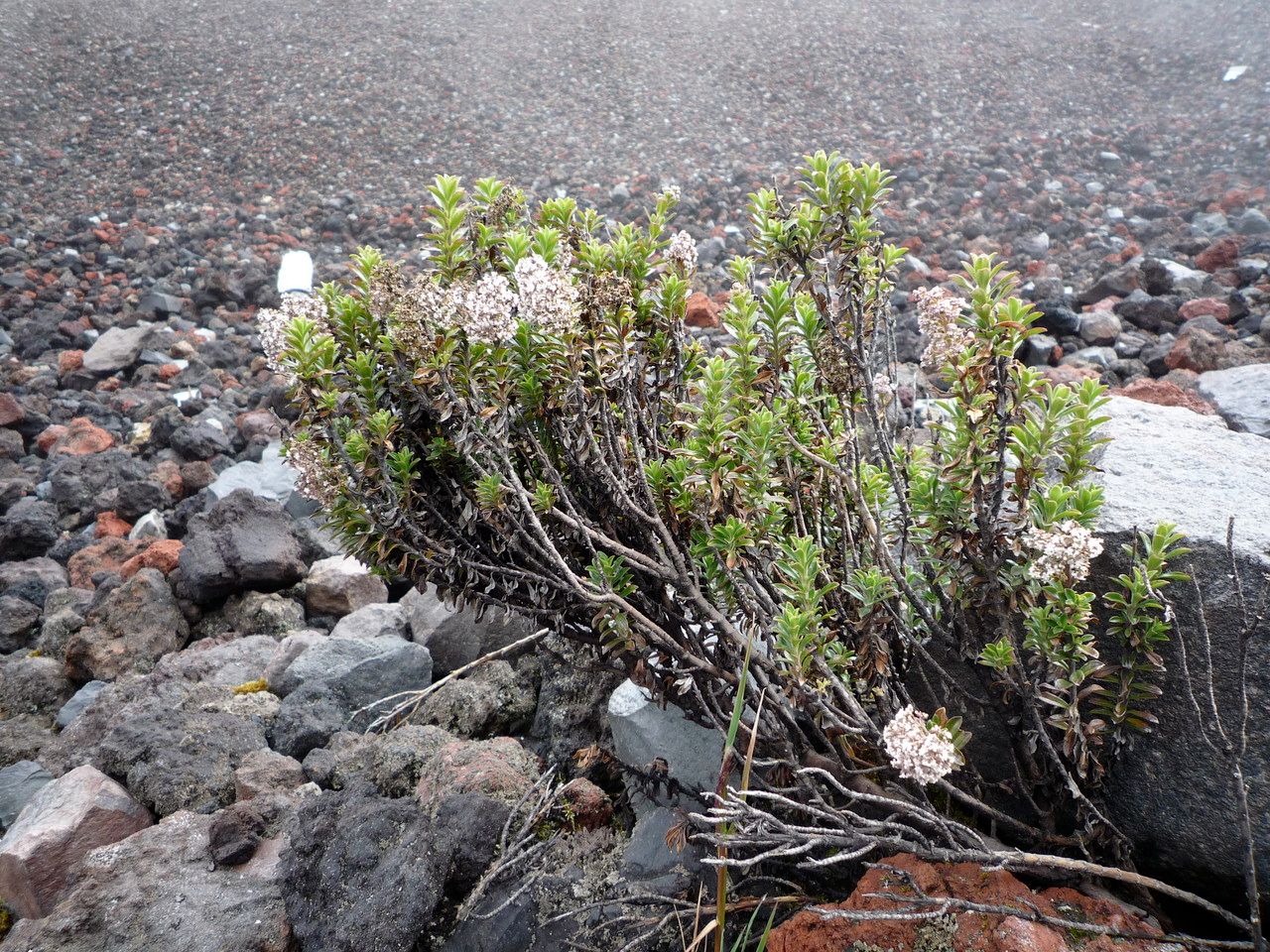 Valeriana microphylla — sleep aid houseplant
