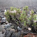Valeriana microphylla