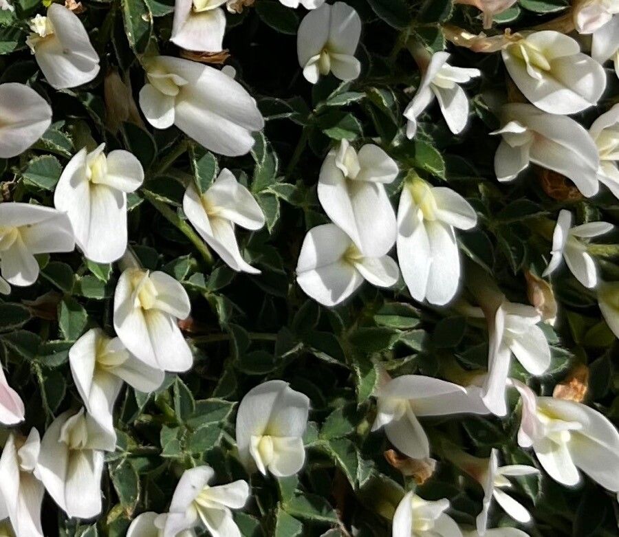 Trifolium uniflorum flower