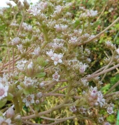 Sedum wrightii flower