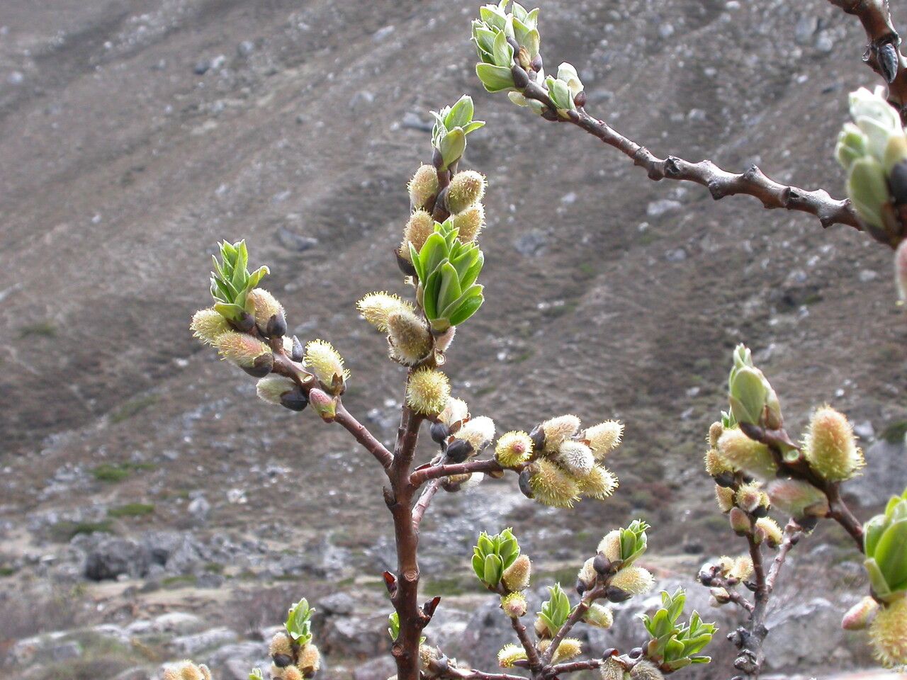 Salix sikkimensis habit