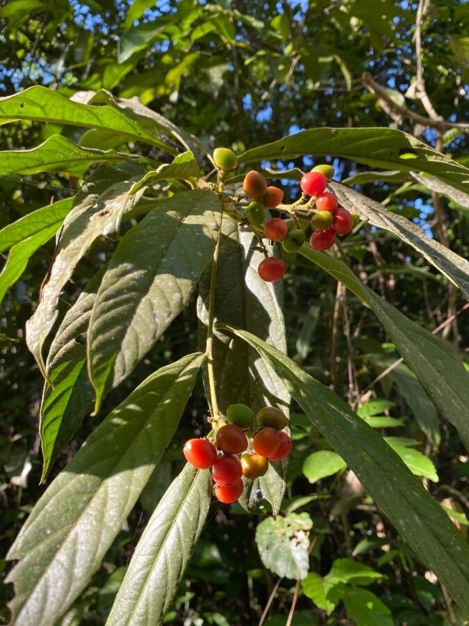 Cordia hatschbachii fruit