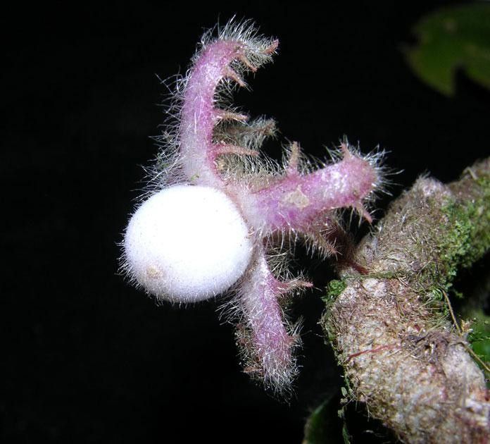 Columnea maculata fruit