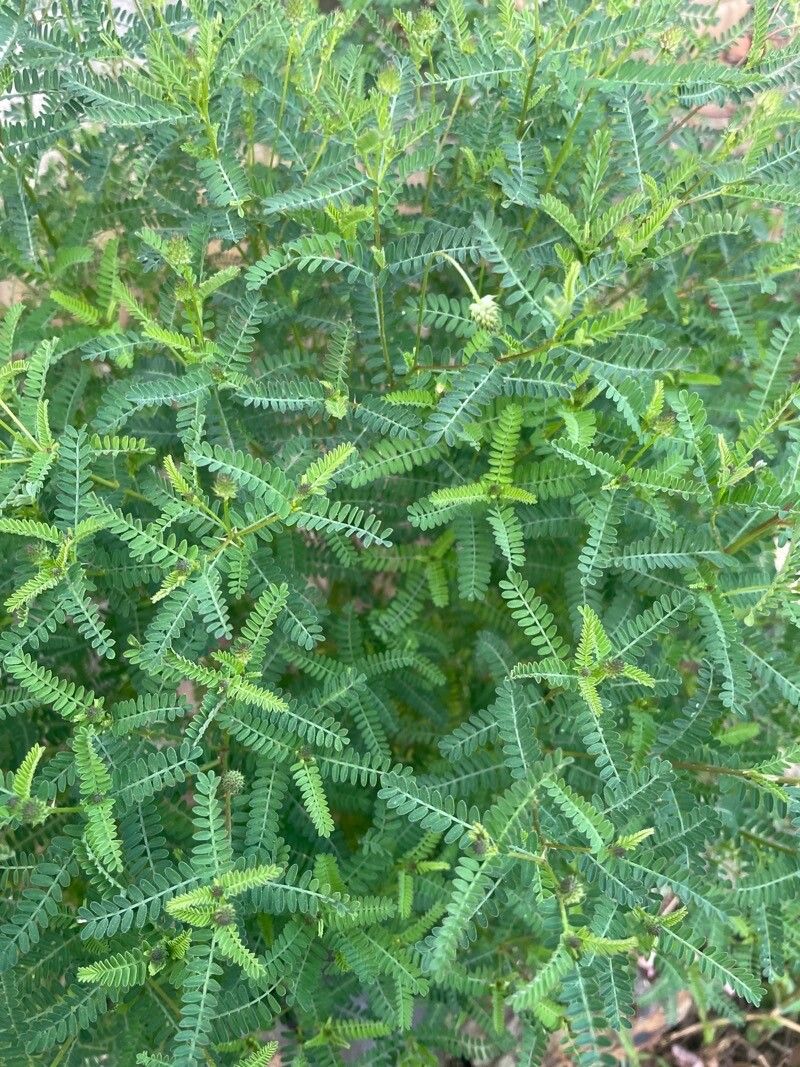 Phyllanthus niruri leaf