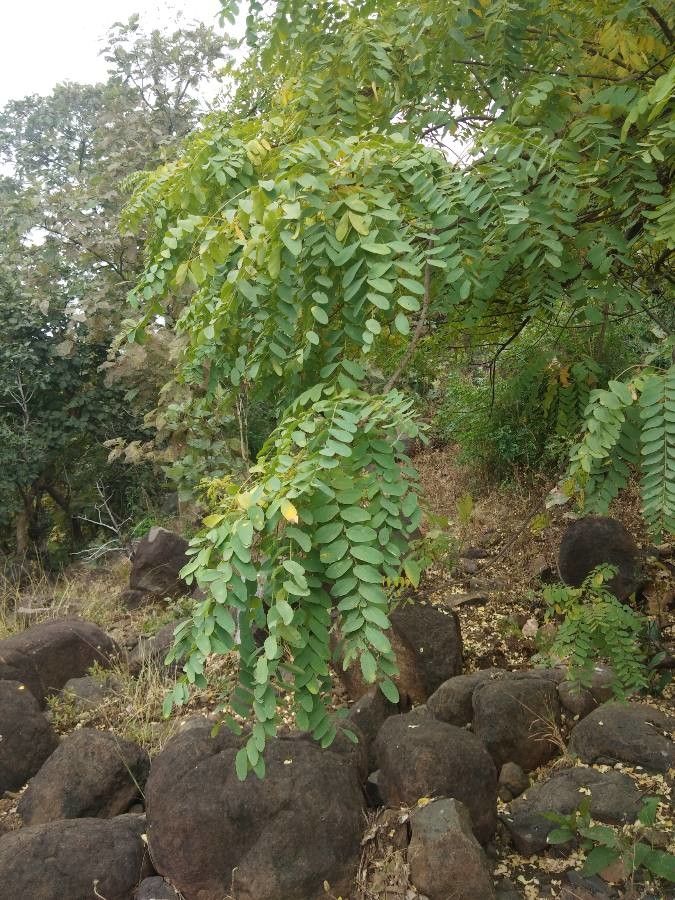 Chloroxylon swietenia — search result for 'Swietenia'