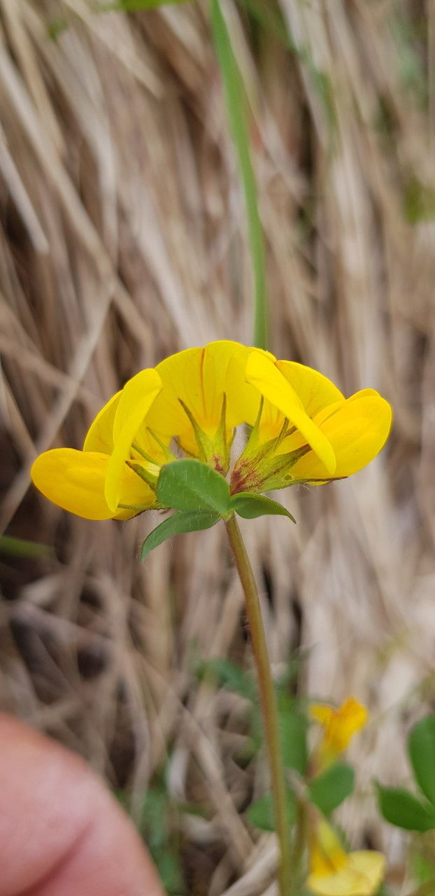 Lotus ornithopodioides flower