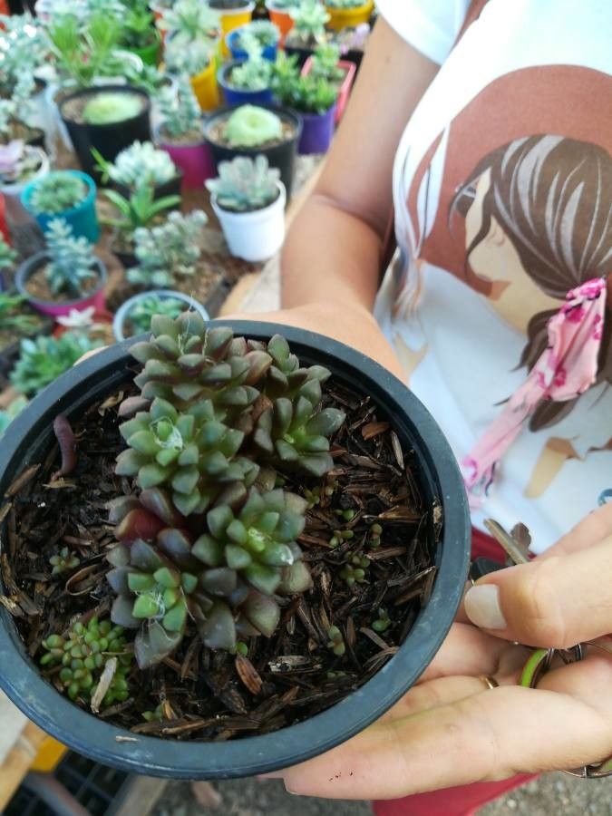 Anacampseros retusa flower