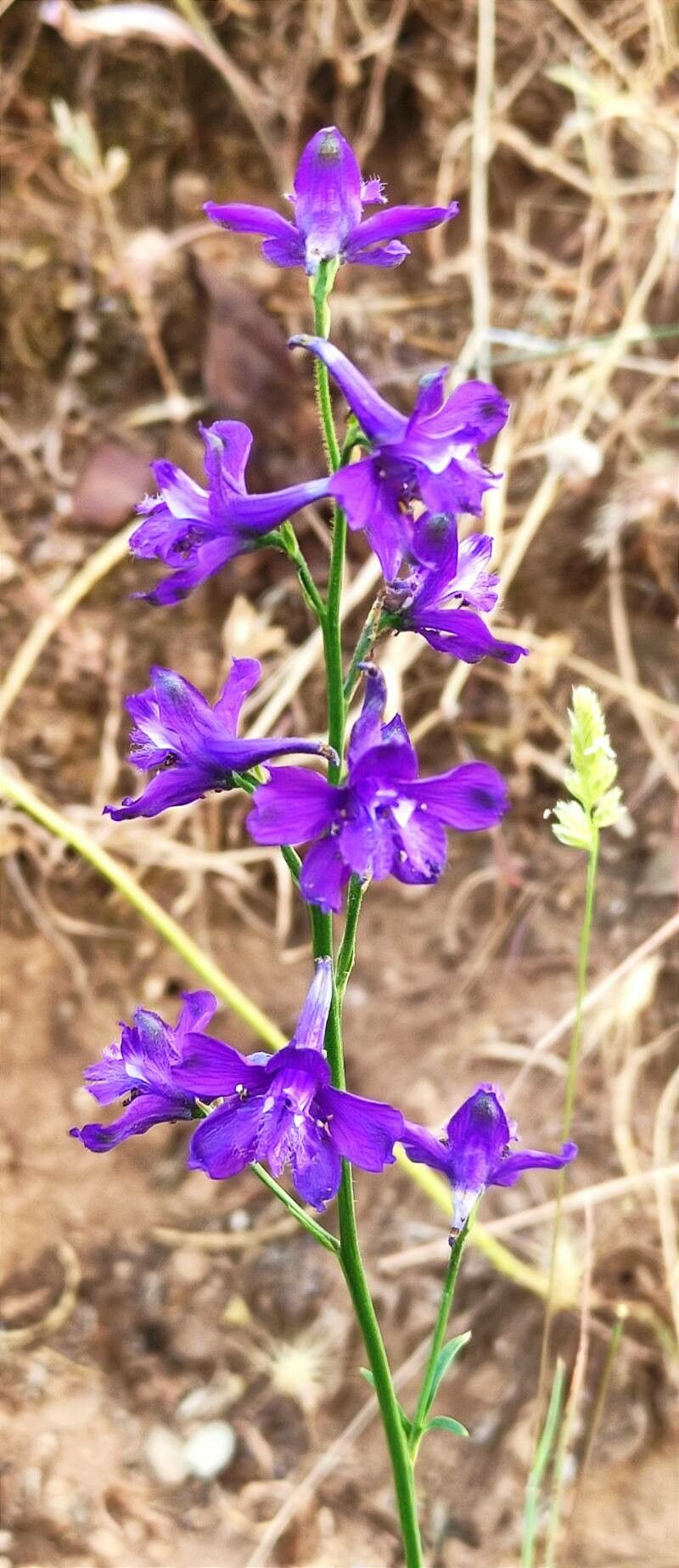 Delphinium pentagynum flower