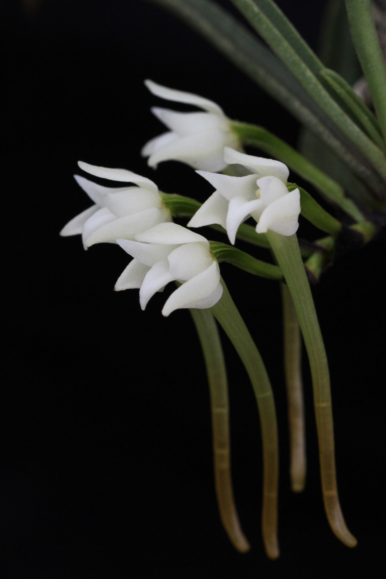 Cyrtorchis henriquesiana — houseplant care guide