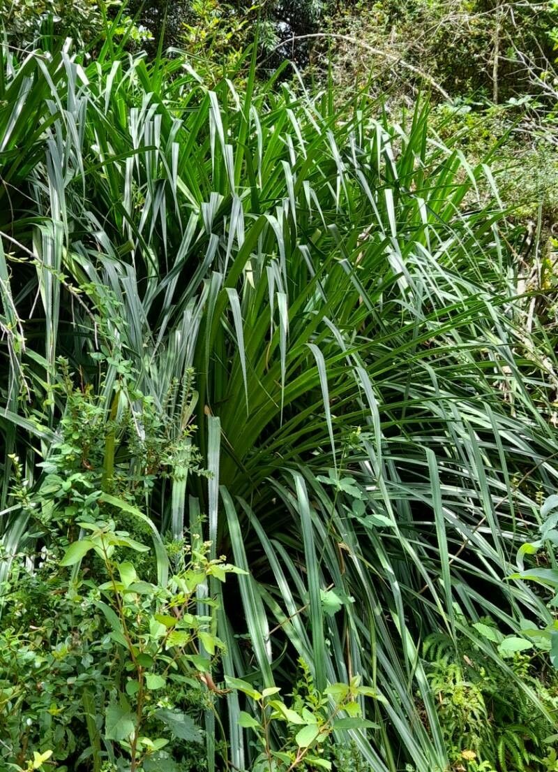 Greigia sphacelata habit