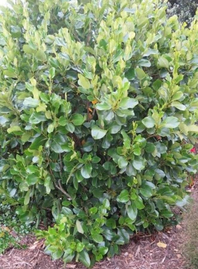 Griselinia lucida — search result for 'New Zealand'