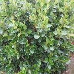 Griselinia lucida