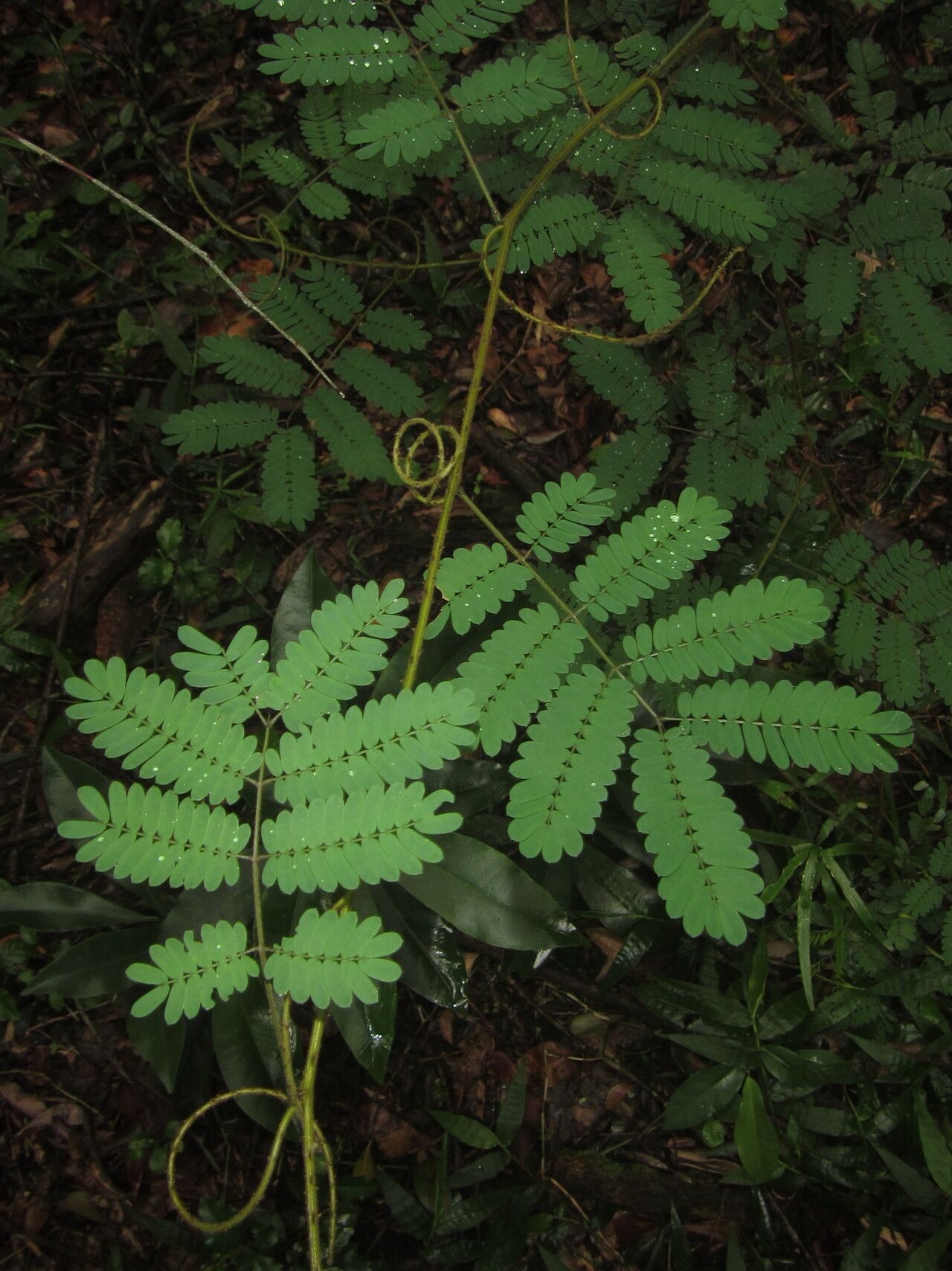 Senegalia kraussiana leaf