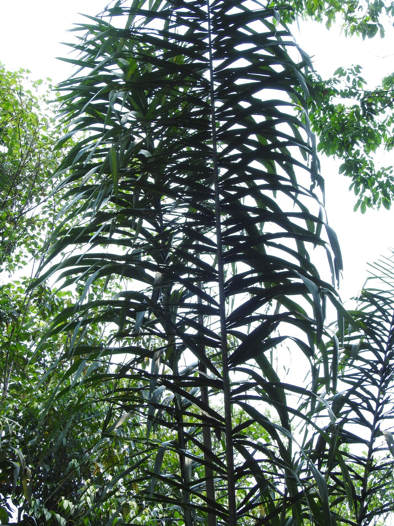 Attalea insignis habit