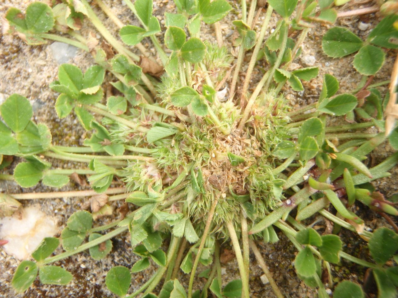 Trifolium suffocatum habit
