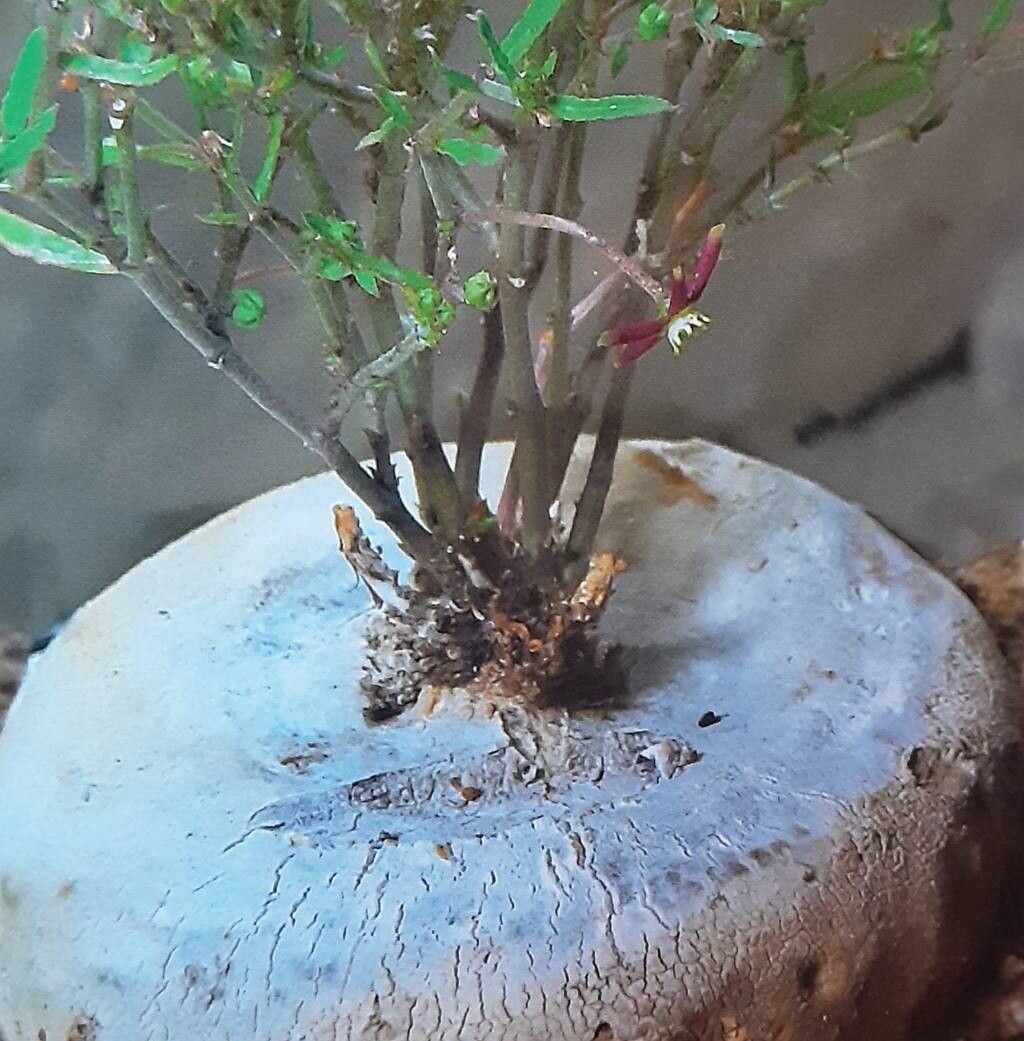 Ceropegia huttonii habit