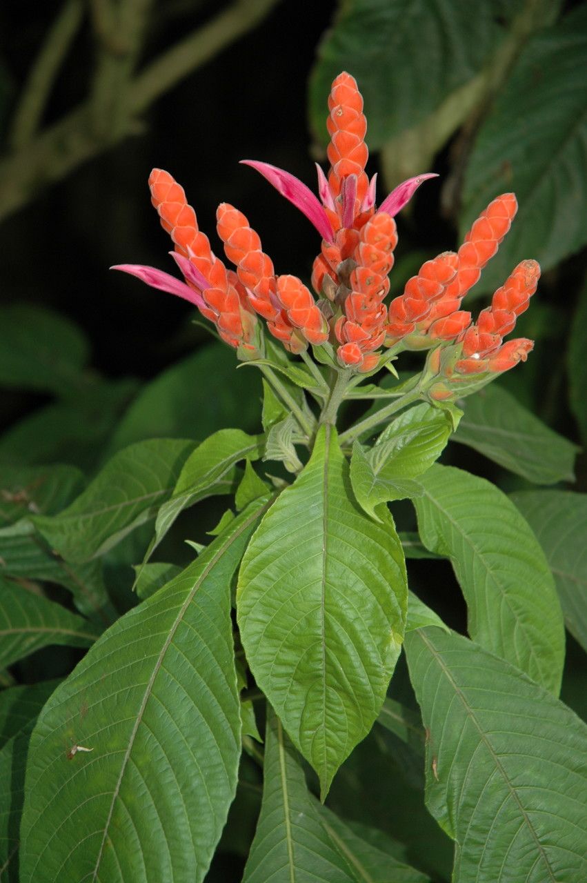 Aphelandra sinclairiana