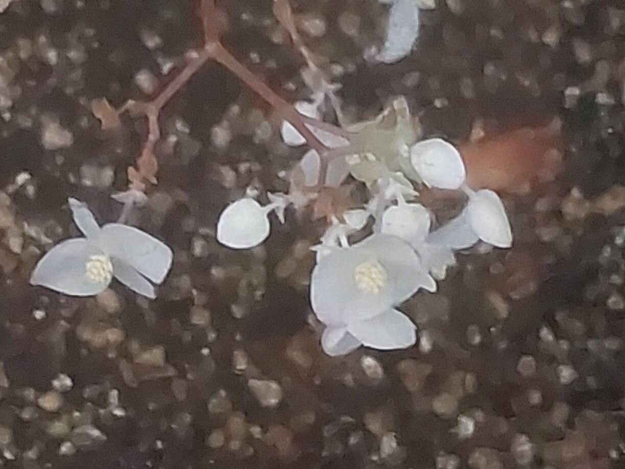 Begonia dracopelta flower