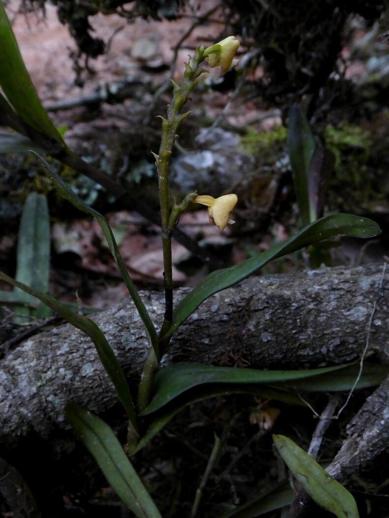 Polystachya retusiloba — houseplant care guide