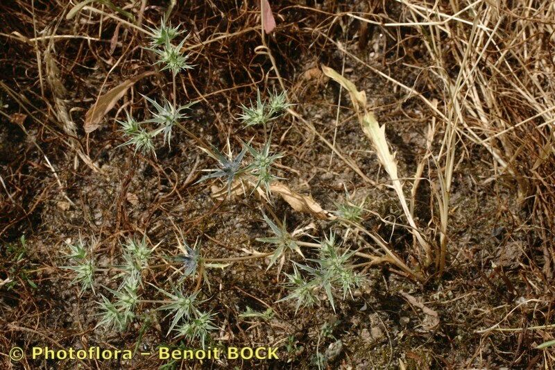 Eryngium galioides habit