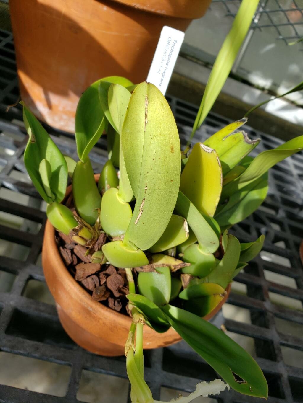 Trichopilia fragrans — related species from the same genus