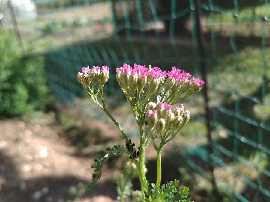 Achillea pratensis flower