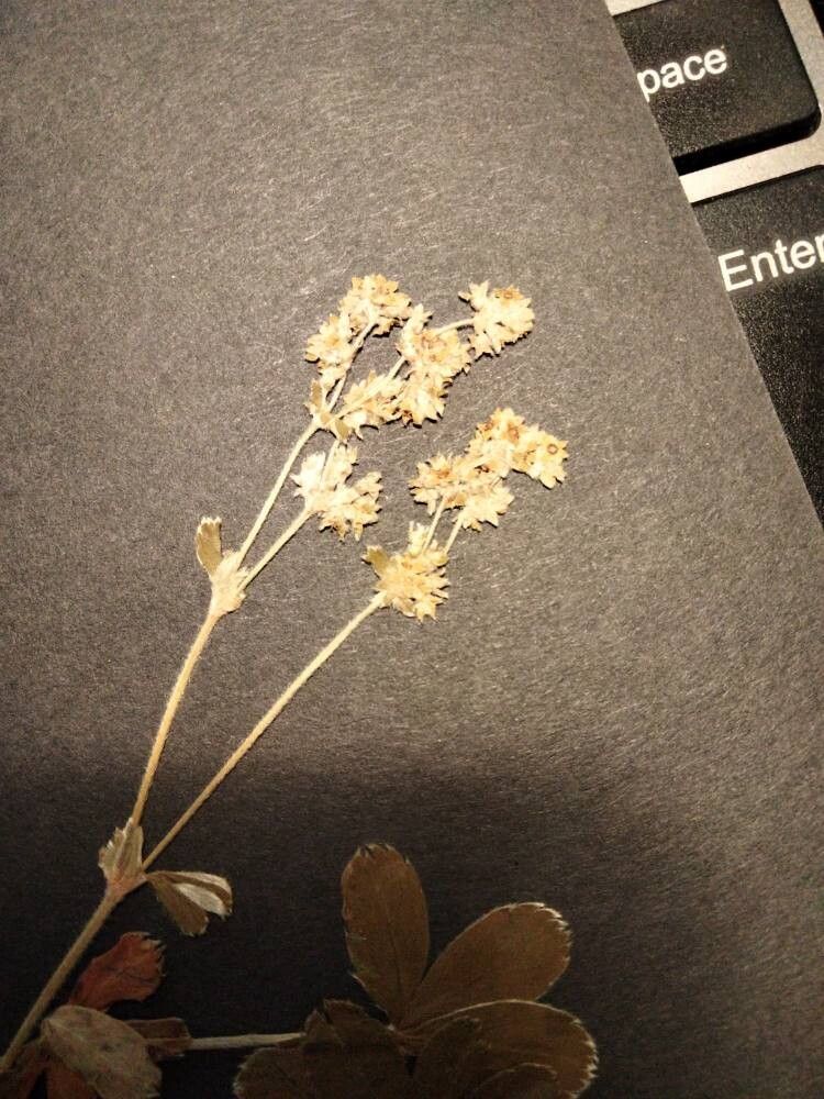 Alchemilla subsericea flower