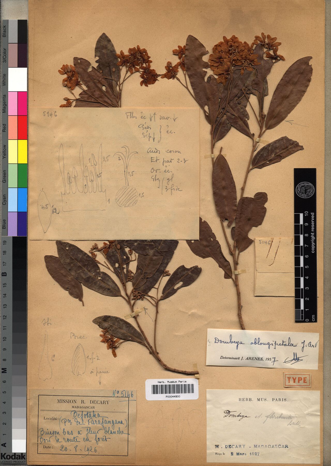 Dombeya oblongipetala — houseplant care guide