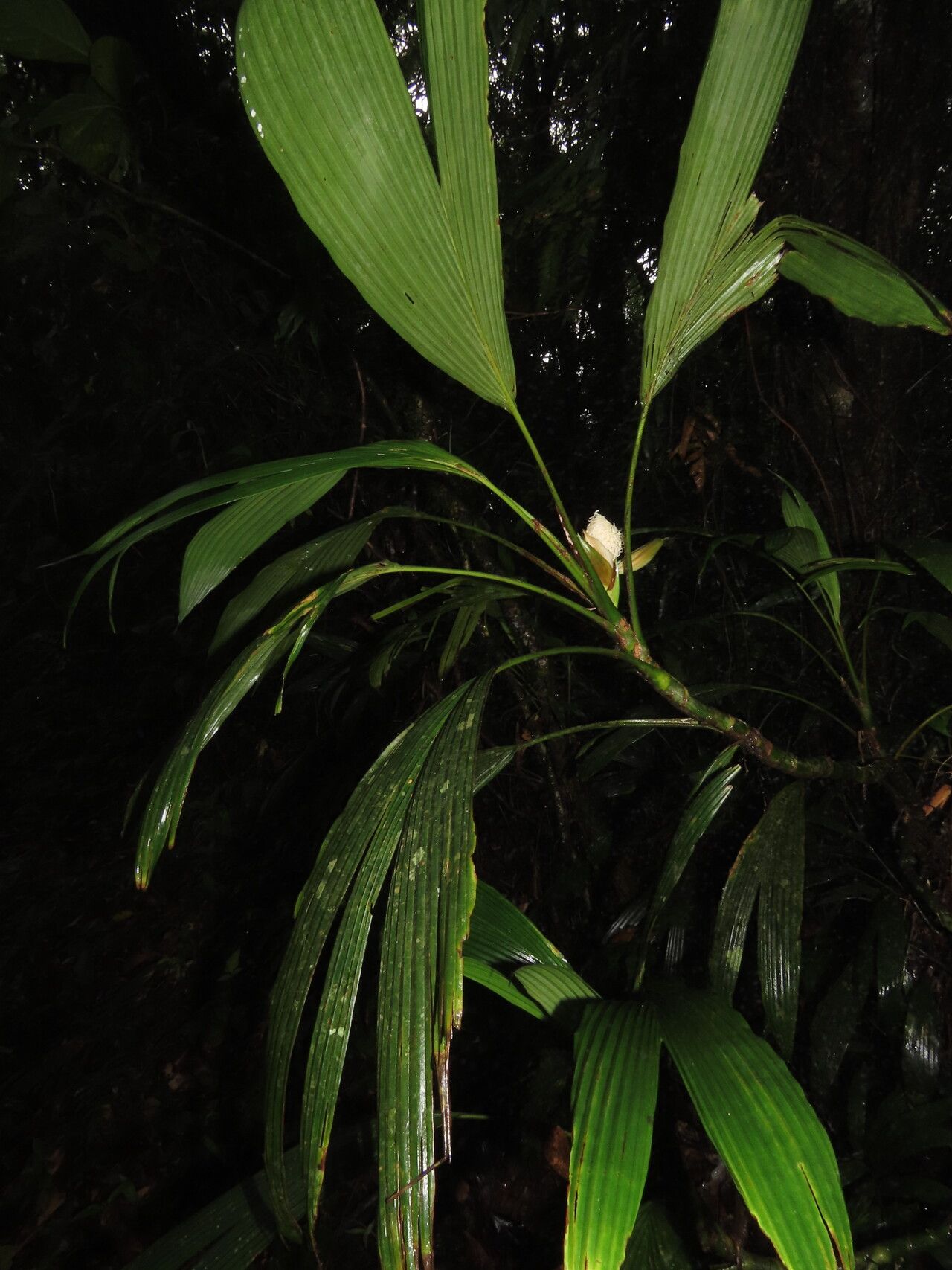 Evodianthus funifer leaf