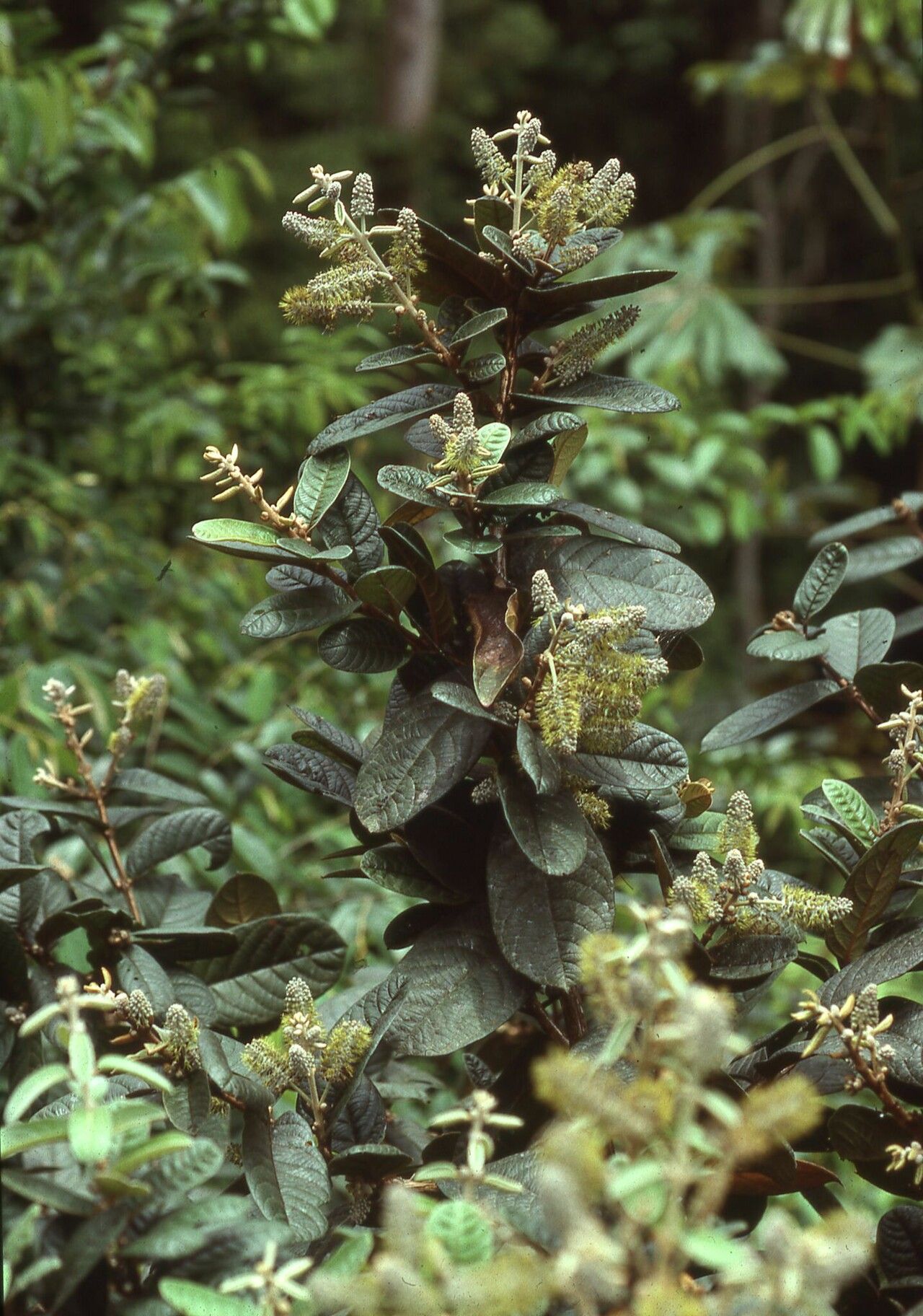 Combretum robustum habit