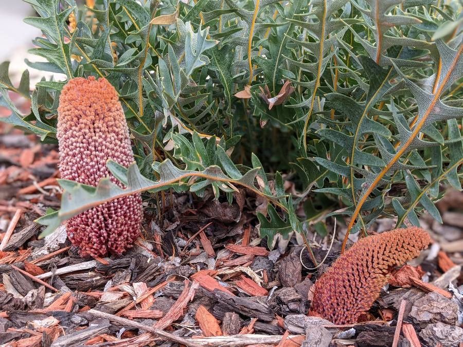 Banksia blechnifolia flower