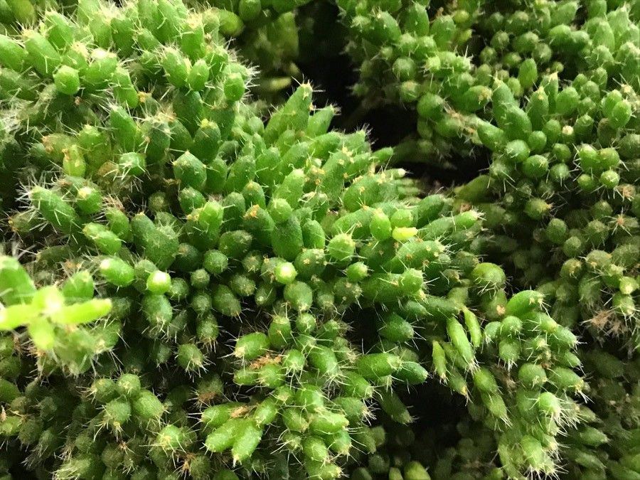 Rhipsalis mesembryanthemoides leaf