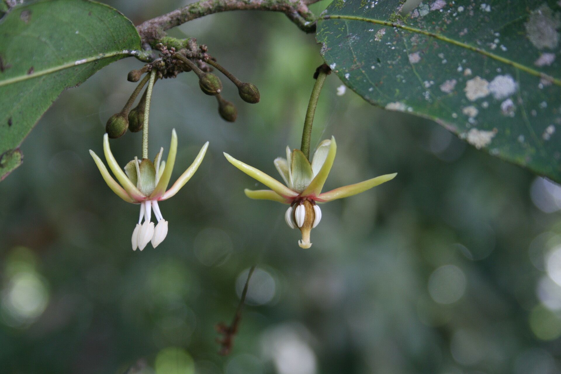 Hydnocarpus castaneus flower