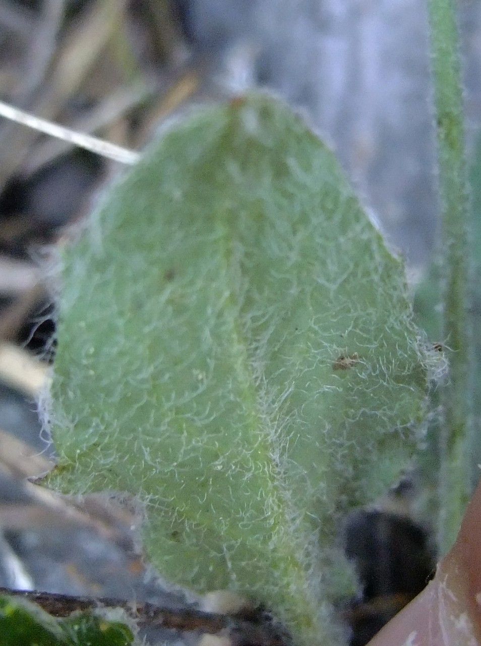 Hieracium schmidtii leaf