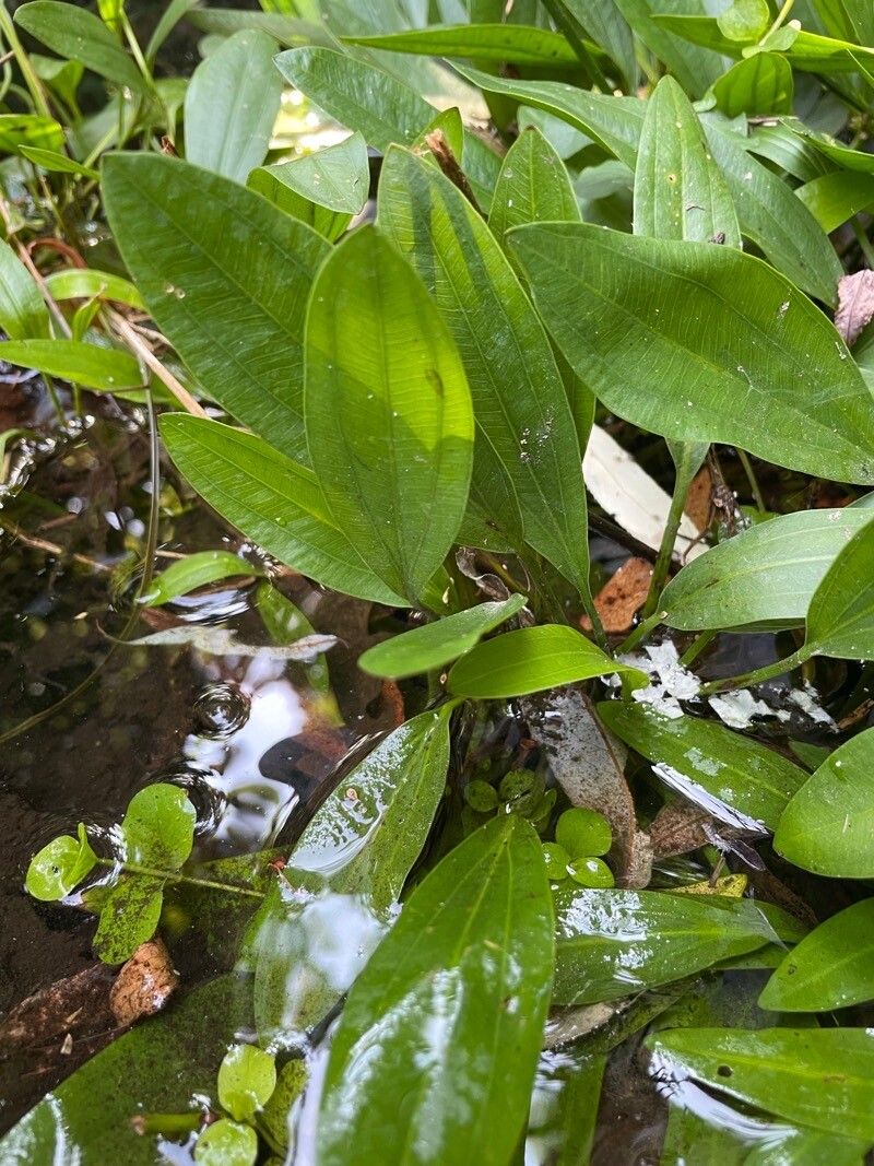 Sagittaria graminea leaf