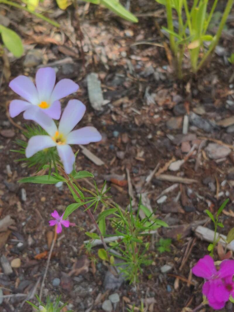 Leptosiphon grandiflorus — search result for 'Leptosiphon'