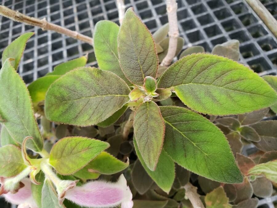 Kohleria hirsuta — search result for 'Gesneriaceae'