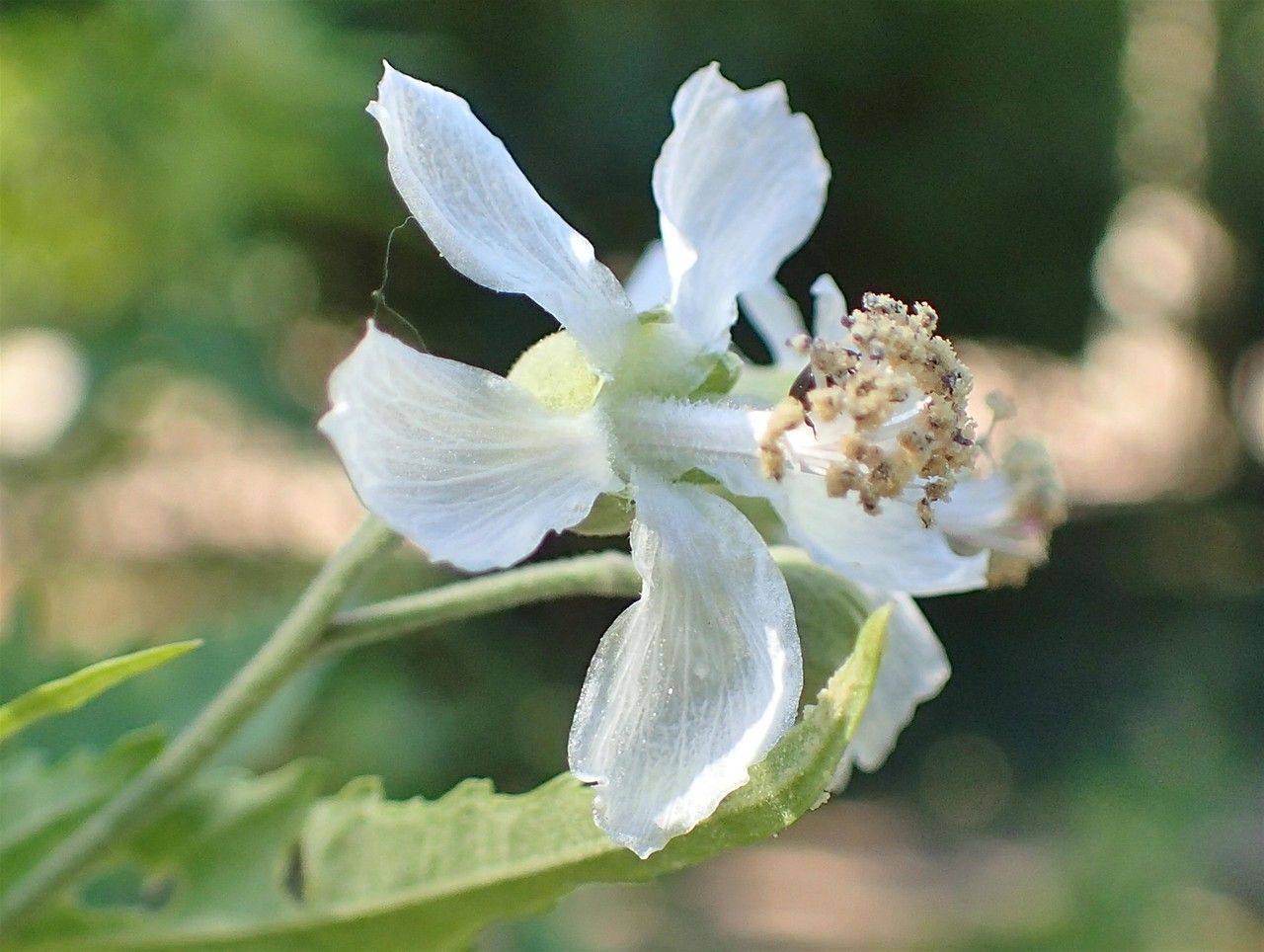 Sida hermaphrodita flower