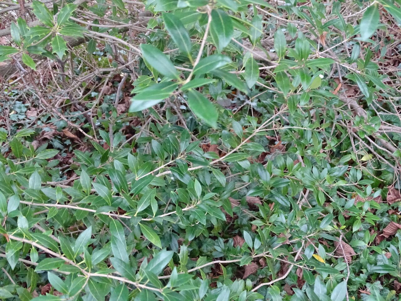 Olearia ilicifolia habit