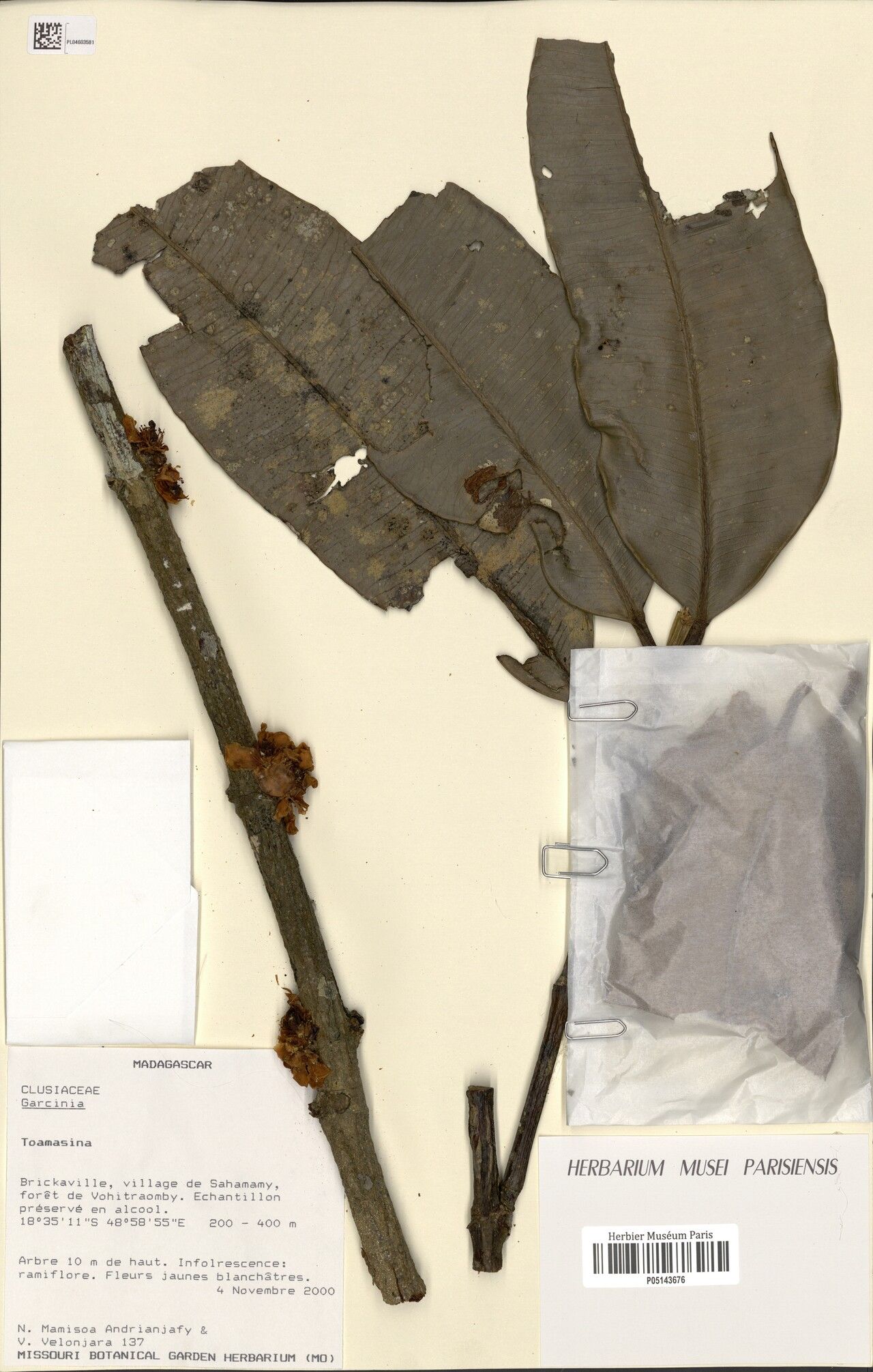 Garcinia dalleizettei — houseplant care guide