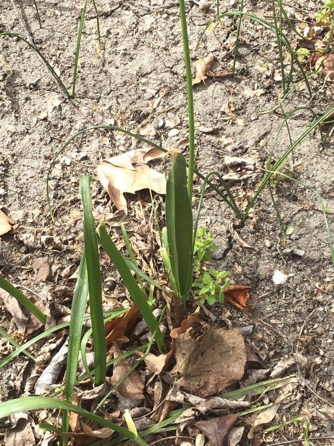Chenopodium ambrosioides leaf