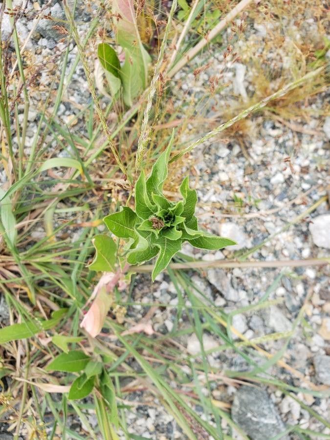 Asclepias viridis — search result for 'Asclepias'