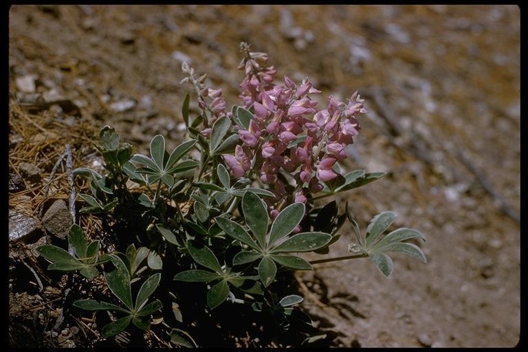 Lupinus cervinus habit