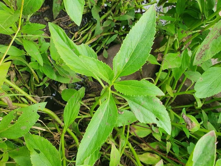 Adenostemma mauritianum — related species from the same genus