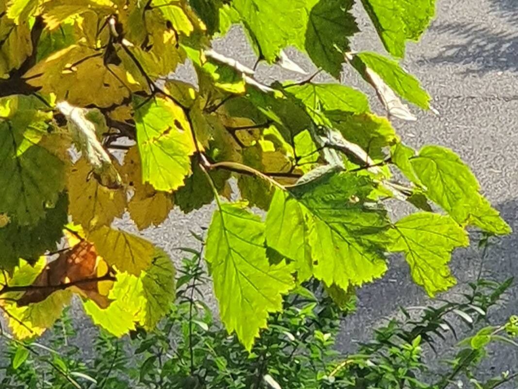 Karpatiosorbus latifolia leaf