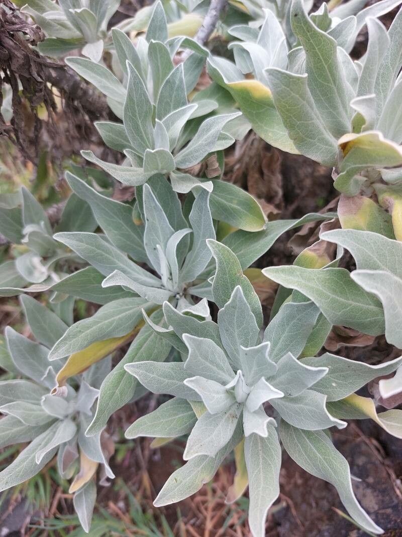 Helichrysum melaleucum leaf